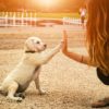 Devenez pet sitter en Angleterre