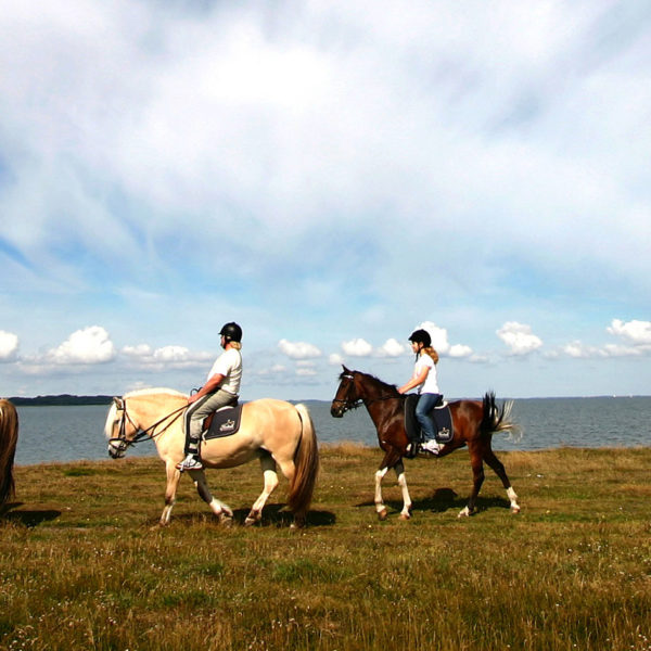 Au pair pour chevaux en Irlande