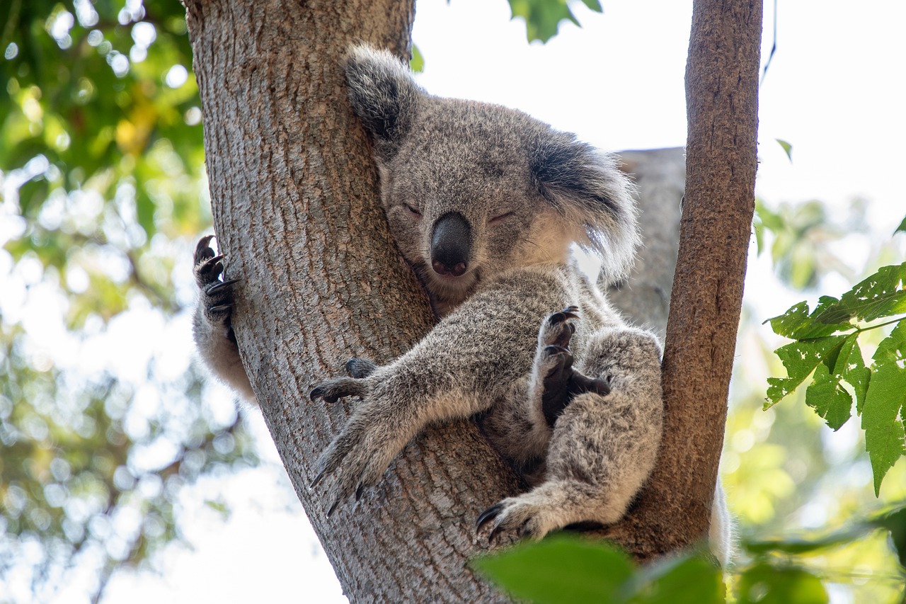 Melissa, arrivée à Sydney