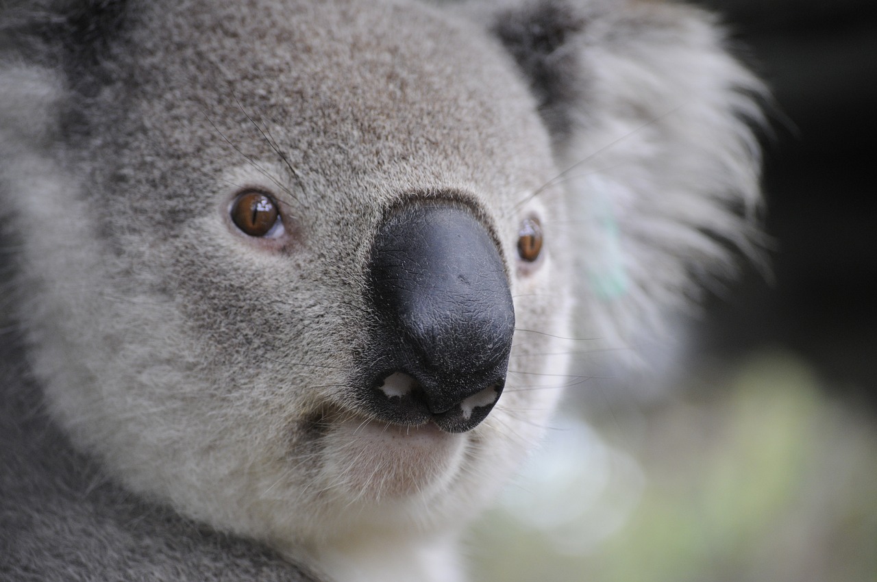 Zoe, jeune fille au pair en Australie