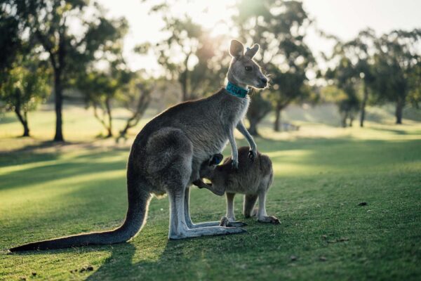 séjour linguistique en Australie