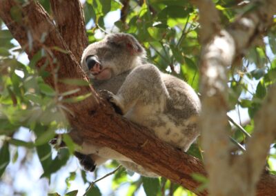 Demi pair en Australie et rencontre avec un koala