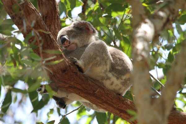 Demi pair en Australie et rencontre avec un koala